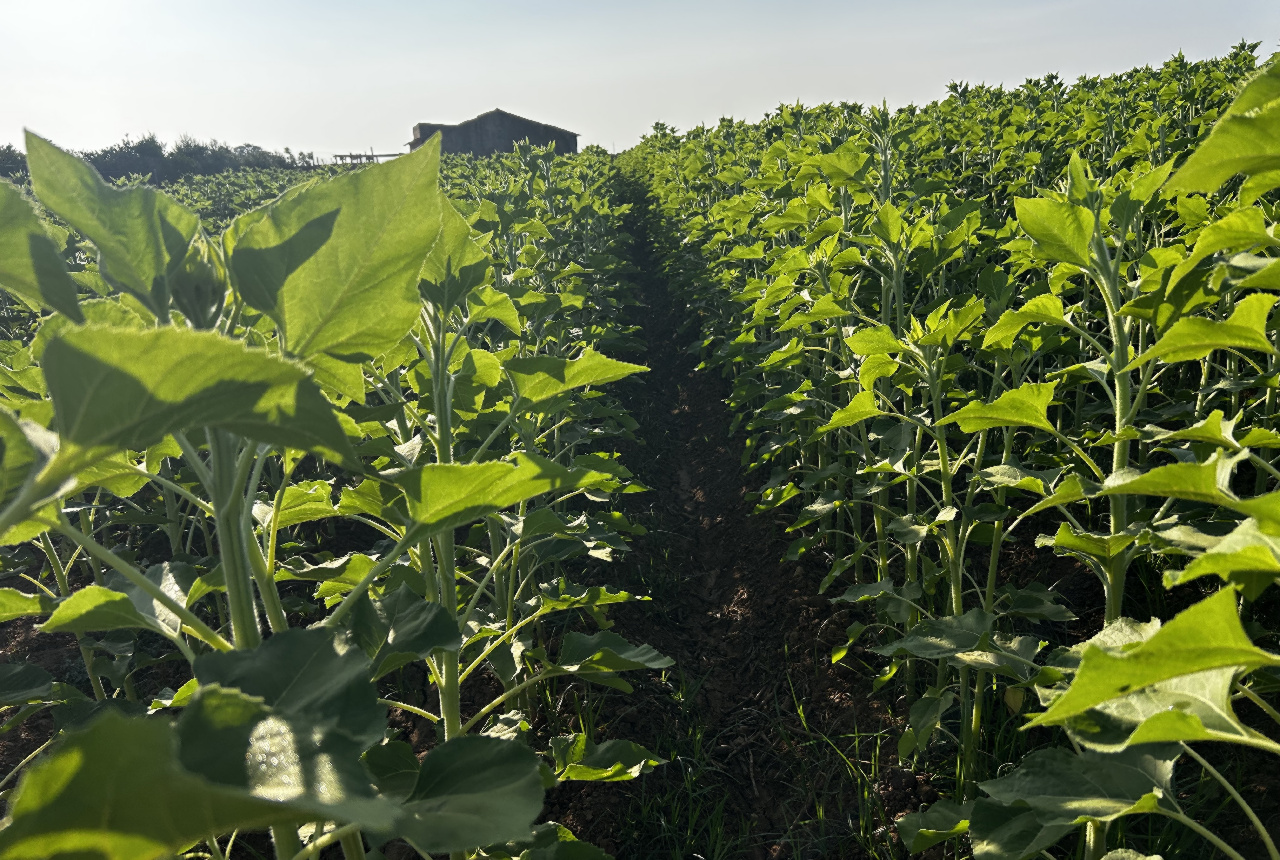 El primer mes de campaña se salda con un consumo bajo, gracias a la meteorología favorable, las aguas de escorrentías y el retraso que presentan los cultivos