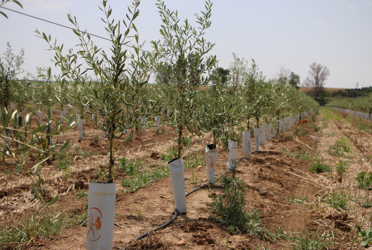 El olivar hace historia en la Comunidad, convirtiéndose en el segundo de nuestros cultivos permanentes