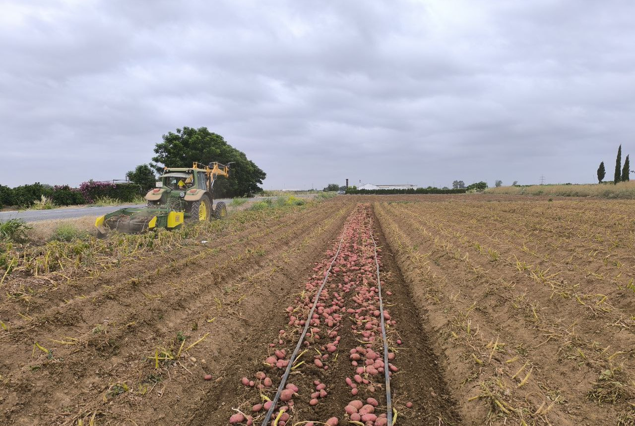 Las patatas se alzan a la primera posición entre los cultivos anuales, y reaparece nuevamente el maíz