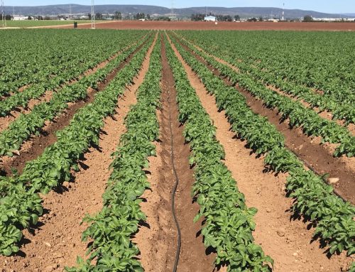 El consumo de agua aumenta moderadamente respecto a 2025 pese a una campaña más larga y sin restricciones