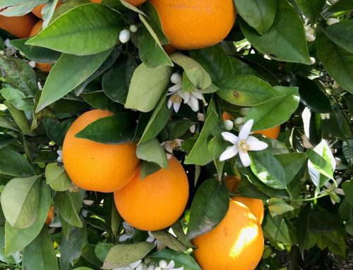 Los cítricos consolidan su posición como principal cultivo del Valle Inferior