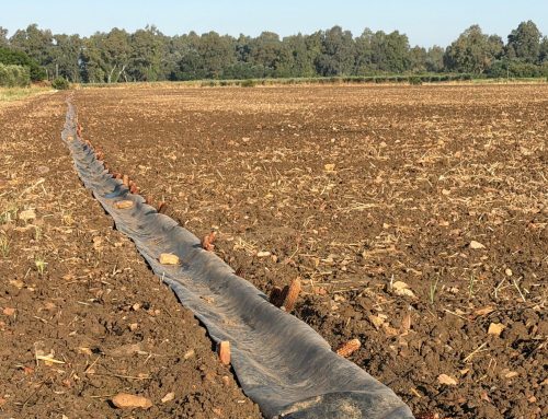 Riegos por gravedad en presiembra y postsiembra para algodón y girasol